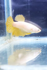 Femmina betta splendens usato  Vicovaro