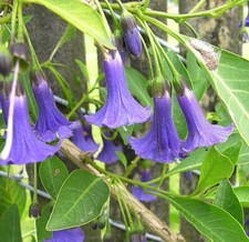 Rare iochroma australe usato  Siculiana