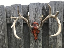 Hydrodipped point kansas for sale  Dodge City