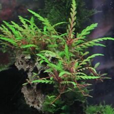 Stems hygrophila pinnatifida for sale  Stockton