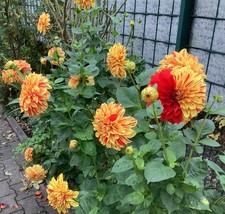 Starke dahlie starke gebraucht kaufen Starke dahlie starke gebraucht kaufen  Herne