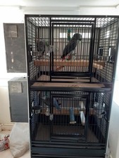 African greys double for sale  MIDDLESBROUGH
