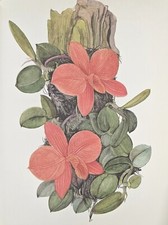 Stampa botanica vintage usato  Spedire a Italy