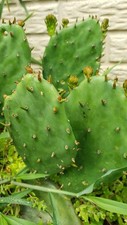 Pads eastern prickly for sale  Derwood