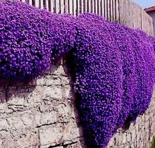 Rock cress aubrieta for sale  READING