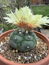 Astrophytum kikko for sale  OXTED
