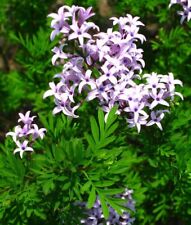 Persian lilac for sale  NORWICH
