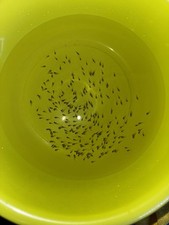 Convict cichlid juvenile for sale  Freeport