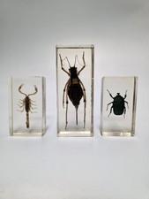 Taxidermy real bugs for sale Taxidermy real bugs for sale  STOKE-ON-TRENT