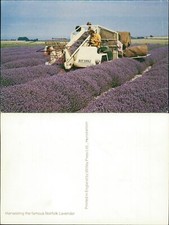 Harvesting norfolk lavender for sale  MANCHESTER