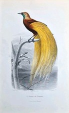 Oiseau paradis edouard d'occasion  Asnières-sur-Seine