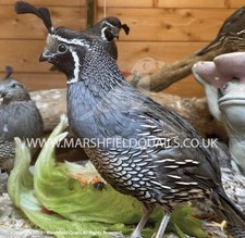 12x californian quail for sale  CHIPPENHAM