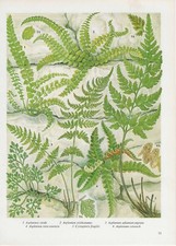 Vintage fern print for sale  DERBY