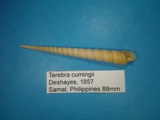 Terebra cumingii coquillage d'occasion  Conty