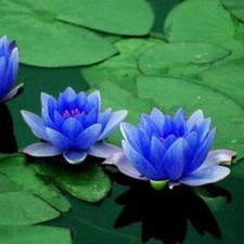 Water lillies egyptian for sale  TAUNTON