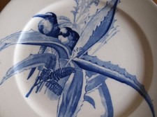 Rare blue ornithology for sale  BRISTOL