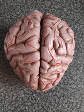 Doctors model brain for sale  ROCHDALE