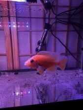 Dragon blood peacock for sale  Freeport