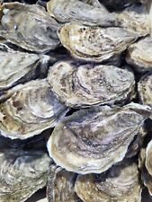 Large oyster shells for sale  LONDON