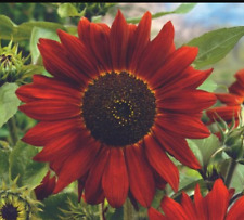 Sunflower midnight rouge for sale  Sevierville