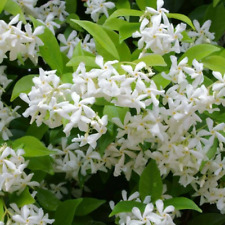 Trachelospermum jasminoides ev for sale  KING'S LYNN