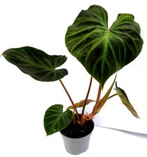 Philodendron verrucosum klette gebraucht kaufen  Gronau