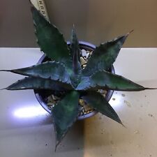 Agave salmiana for sale  UK