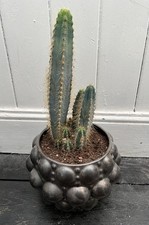 Large pilosocereus magnificus for sale  BOSTON