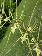 Brassia rex tahoma for sale  Blaine