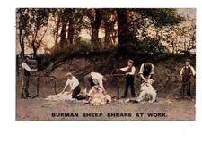 Advertising. burman sheep for sale  YORK