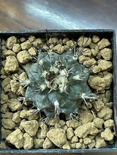 Turbinicarpus swobodae ho016 usato  Valdastico