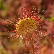 Drosera paradoxa carniverous for sale  UK