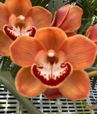 Cymbidium orchid bob for sale  New Orleans