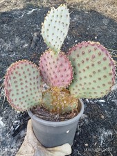 Opuntia macrocentra violet usato  Paterno