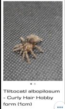 Curly hair tarantula for sale  BIRMINGHAM