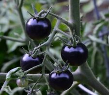 Pomodoro ciliegino nero usato  Reggio Calabria
