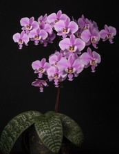 phalaenopsis orchid for sale  USA
