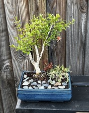 Large pomegranate bonsai for sale  Brentwood