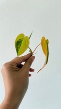 micans philodendron gebraucht kaufen micans philodendron gebraucht kaufen Roßleben