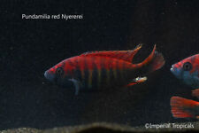 Male 3.5 victoria for sale  Lakeland