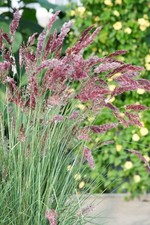 Melinis nerviglumis ruby for sale  MARCH