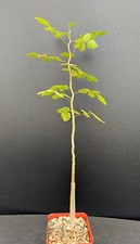 Bursera hindsiana rare for sale  Marana