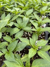 Red cherry hot for sale  Monongahela