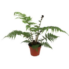 Cyathea cooperii australischer gebraucht kaufen Cyathea cooperii australischer gebraucht kaufen  Wurzen
