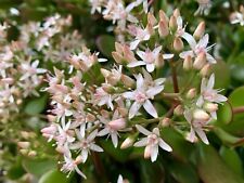 Jade plant money for sale  Trabuco Canyon
