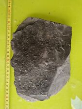 Fossili ammoniti tedesche usato  Domodossola