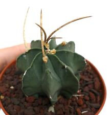 Astrophytum capricorne buffalo usato  Napoli