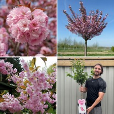 Cherry blossom tree for sale  LEICESTER
