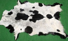 Goat western taxidermy for sale  Taylor
