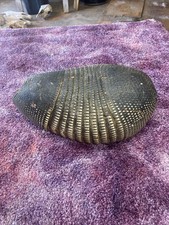 armadillo shell for sale armadillo shell for sale Ellis